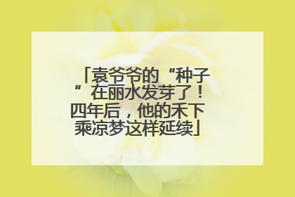 袁爷爷的“种子”在丽水发芽了！四年后，他的禾下乘凉梦这样延续