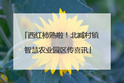 西红柿熟啦！北臧村镇智慧农业园区传喜讯