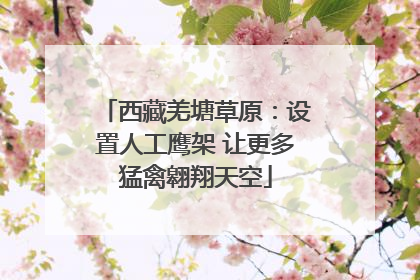 西藏羌塘草原：设置人工鹰架 让更多猛禽翱翔天空