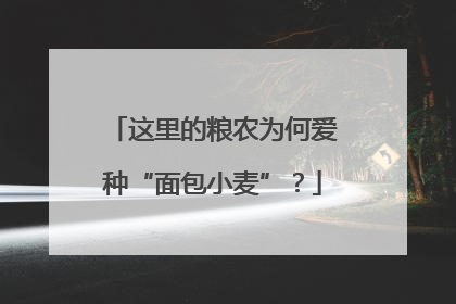 这里的粮农为何爱种“面包小麦”？