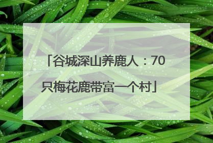 谷城深山养鹿人：70只梅花鹿带富一个村