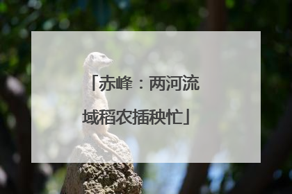 赤峰：两河流域稻农插秧忙