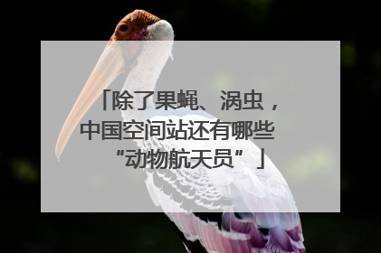 除了果蝇、涡虫，中国空间站还有哪些“动物航天员”