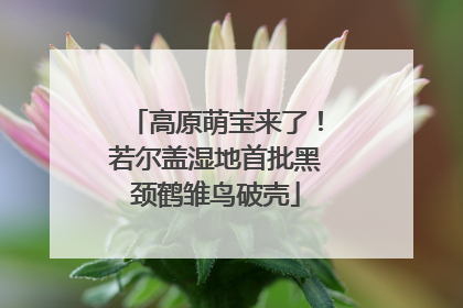 高原萌宝来了！若尔盖湿地首批黑颈鹤雏鸟破壳
