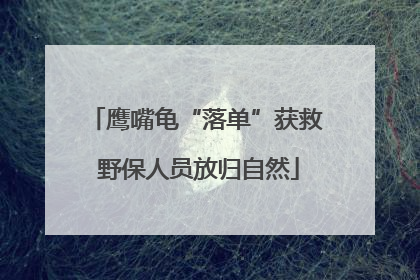 鹰嘴龟“落单”获救 野保人员放归自然