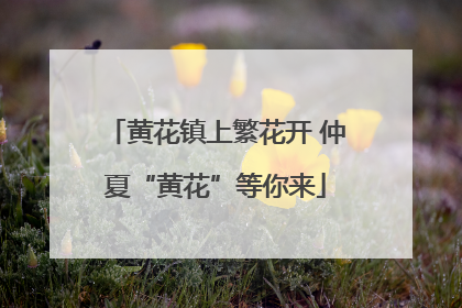黄花镇上繁花开 仲夏“黄花”等你来